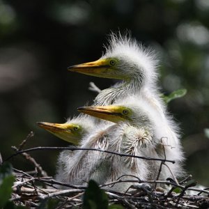 Egret Chicks - Extreme Zoom