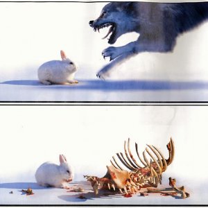 Rabbid