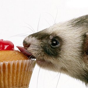 Ferret & Cake