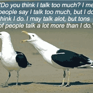 Talktomuchbirds