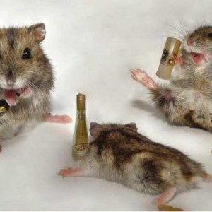 MA server hamsters
