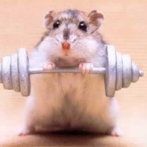 Weight Lifting Hamster