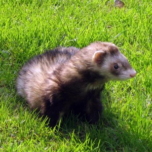 My Ferret: Ferguson 4