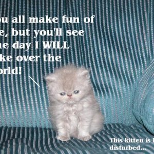 Kitten