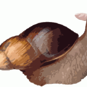 Bunnysnail