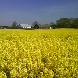 Early Summer