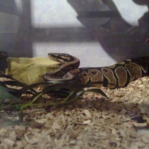 Royal Python, Osirus