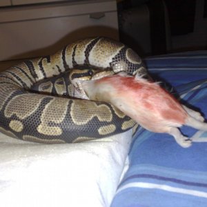 Royal Python, Osirus