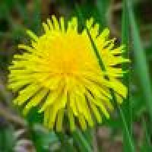 Paardenbloem