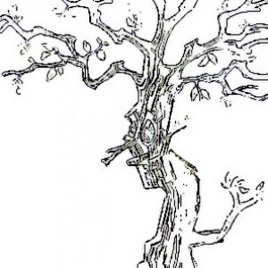 Senis Amicus Quercus