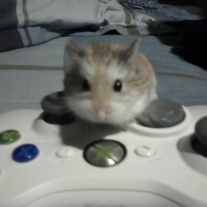 Xbox Chipster