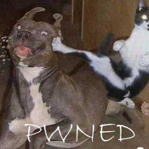 Cat Pwns Dog