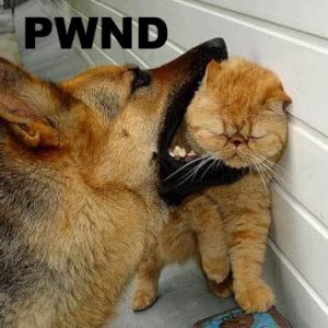 Dog Pwns Cat