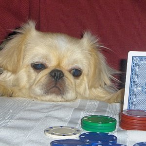 Poker Puppy
