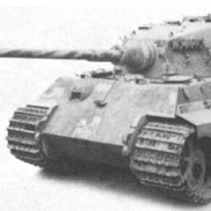 tiger