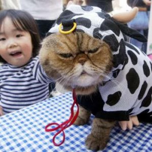 Tiger As Cow