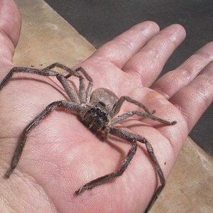 Huntsman Spider