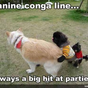 Dawgs