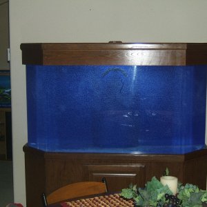 Fish Tank 2