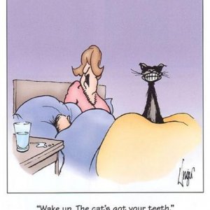 Cat Teeth