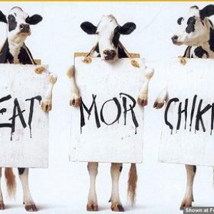 Cow
