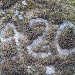 Moss420