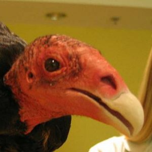 Turkey Vulture Head