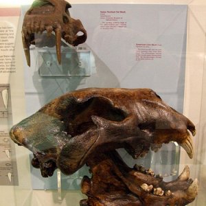 Atrox Skull