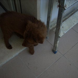 Brownie