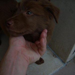 Brownie