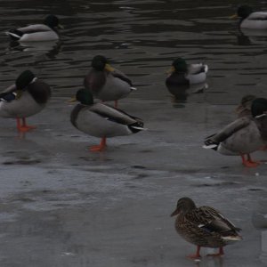 Duckies
