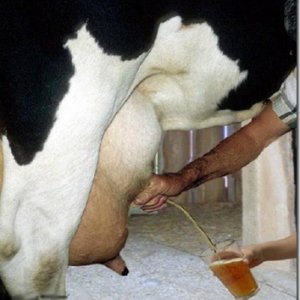 Beer Cow