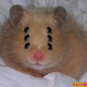 funny-pictures-evil-hamster-l19