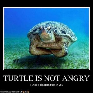 Turtle
