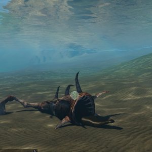 Dead Creature in Water
