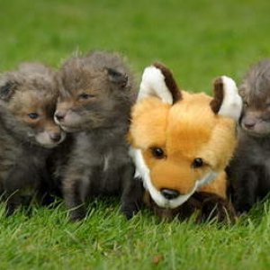 foxie
