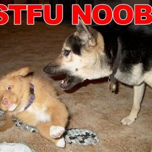 stfu noob dog