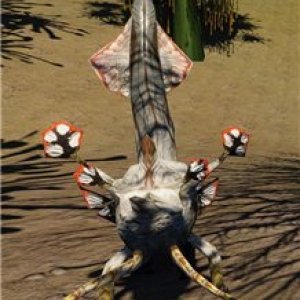 Cornundacauda