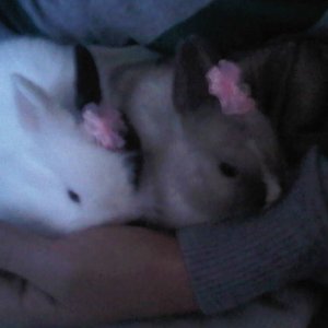 bambi and fluffy
