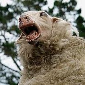 mad sheep