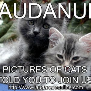 Laudanum Pictures of Cats