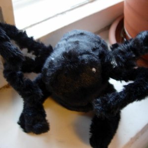 rl spider