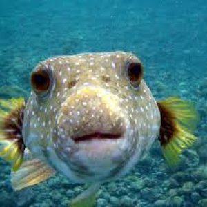 fishy