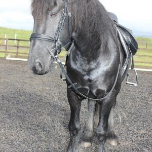 Horsey stuff