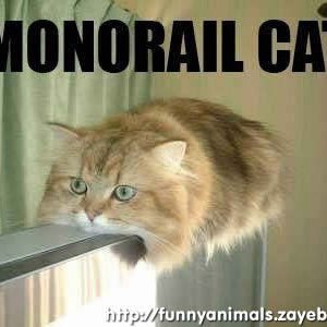monorail cat