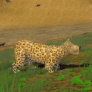 Cheetah