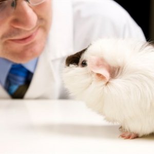 guinea pig and researcher 121253367 444x296