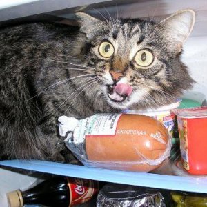 who said cats don't live in fridges?