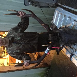 5 point bull elk
