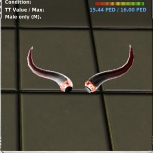 Horns Large Bull